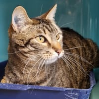 MILLIE, chatte à adopter
