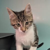 Bounty [Chaton], chat à adopter