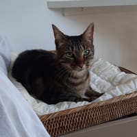 ASTON, chat à adopter