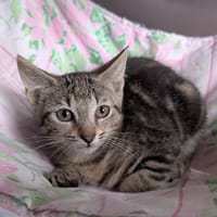Pipelette, chatte à adopter