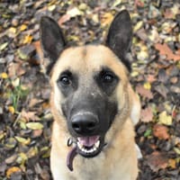 SANDERO PAA24271, chien à adopter