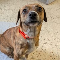 STELLA, chienne à adopter