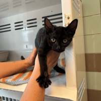 SUSHI, chatte à adopter