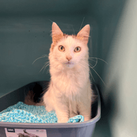 SAPHIR, chatte à adopter