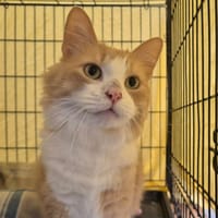PRALIN QCT, chat à adopter