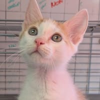 Lutin [Chaton], chat à adopter