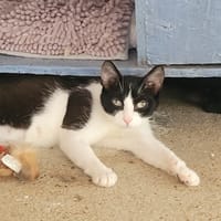 BONITA, chatte à adopter