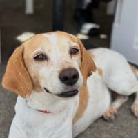 josette, chienne à adopter
