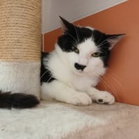 BENNY, chat à adopter