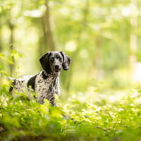 LILITH, chienne à adopter