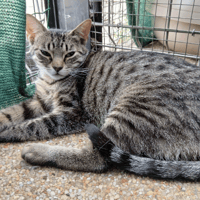 AKK, chat à adopter