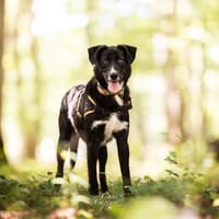 OKAMI, chienne à adopter