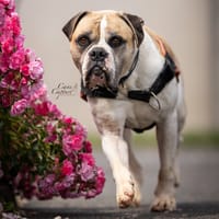 PEP'S, chien à adopter