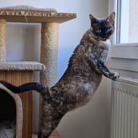 NIKA, chatte à adopter