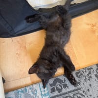 Crocmou, chat à adopter