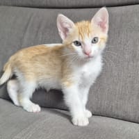 SHYNIS, chatte à adopter