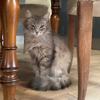 LUNE, chatte à adopter