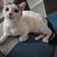 STITCH, chatte à adopter