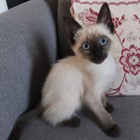 Bully, chat à adopter