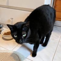 Ninouche, chatte à adopter
