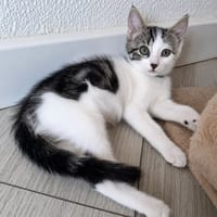 Rhum, chat à adopter