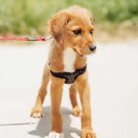 Velichko, Hund zur Adoption