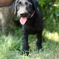 Carlo (Belfegor)- Kleiner Herzensbrecher, Hund zur Adoption