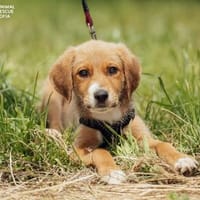 Velyo, Hund zur Adoption
