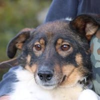 Jojola - zutraulich u. kinderlieb, Hündin zur Adoption