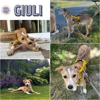 GIULI * verschossen in ihre Sommersprossen, Hündin zur Adoption
