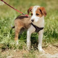 Velika, Hündin zur Adoption