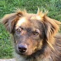 BRUNJA-wunderschöne, neugierige Hündin, Hündin zur Adoption