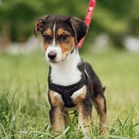 Velcho, Hund zur Adoption