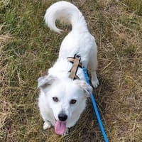 Maja wartet auf ihre Herzensmenschen, Hündin zur Adoption