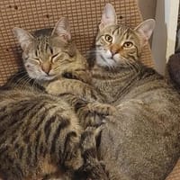 Tina & Tino Schmusetiger suchen Familie zum kuscheln, Kater zur Adoption