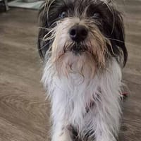 Wuschelhund zum verlieben - Moritz, Hund zur Adoption