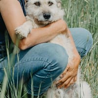Wundervoller Safiro, Hund zur Adoption