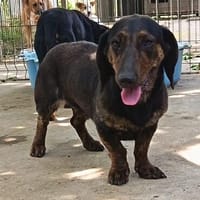 Zelda  eine treue Seele auf der Suche nach Geborgenheit, Hündin zur Adoption