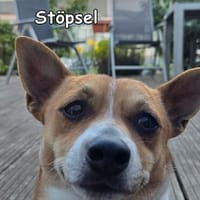 STÖPSEL, Hund zur Adoption