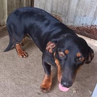 Lili  eine zweite Chance für ein großes Hundeglück, Hündin zur Adoption