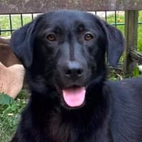 JAMIE-menschen bezogener, verschmuster Rüde, Hund zur Adoption