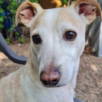 Goyo ist ein Schatz, Hund zur Adoption