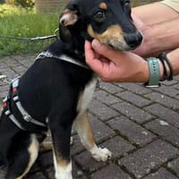 Welpenbub Malfi auf Pflegestelle in Mülheim an der Ruhr, Hund zur Adoption