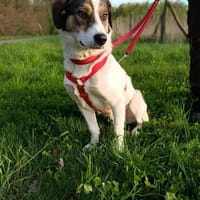 Jampa, auf Pflegestelle in 66125 Saarbrücken, Hund zur Adoption