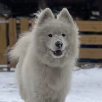 Samojedenrüde Koda, Hund zur Adoption