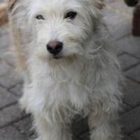 Saria - goldige Junghündin, Hündin zur Adoption