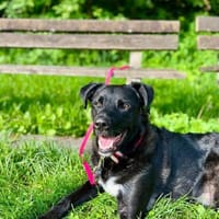 lieber, kluger Oreo, Hund zur Adoption