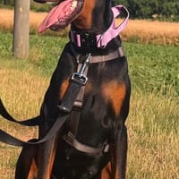 Cloe ein wunderschönes Mädchen, Hündin zur Adoption