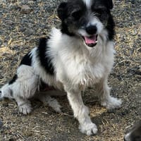 Lana  die leise Seele, Hündin zur Adoption