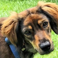 Musura sucht ein Zuhause, Hündin zur Adoption